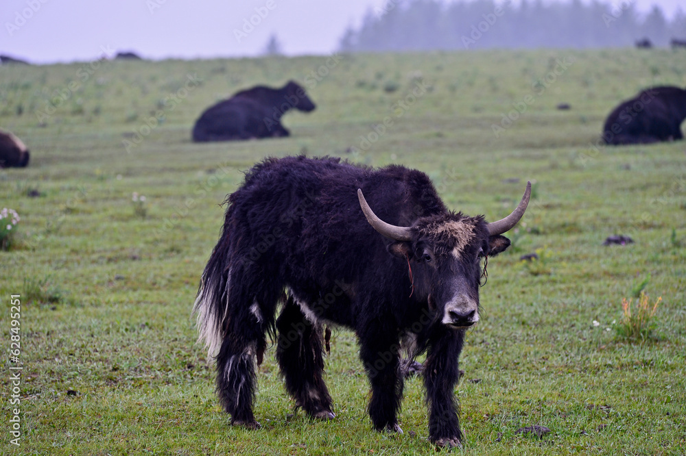 Cattle in the green grass Cattle in the green grass