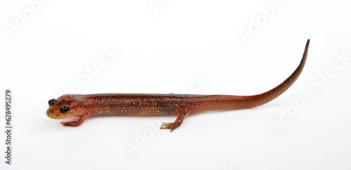 Lungless salamander: Dusky salamander or Northern dusky salamander // Brauner Bachsalamander (Desmognathus fuscus) © bennytrapp