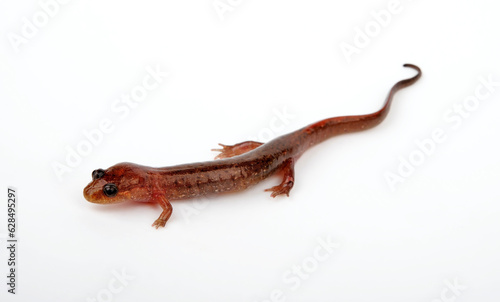 Lungless salamander  Dusky salamander or Northern dusky salamander    Brauner Bachsalamander  Desmognathus fuscus 
