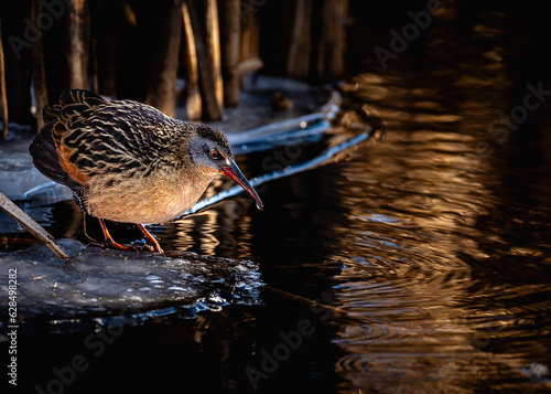 A Virginia Rail searching for food on ice in New England winter photo