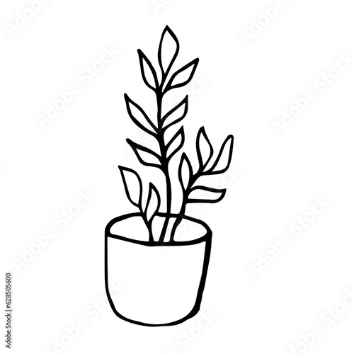 Botanical illustration of home plant zamioculcas zamiifolia in a pot. Hand drawn plant branch in doodle style. Can be used for wedding invitations, print