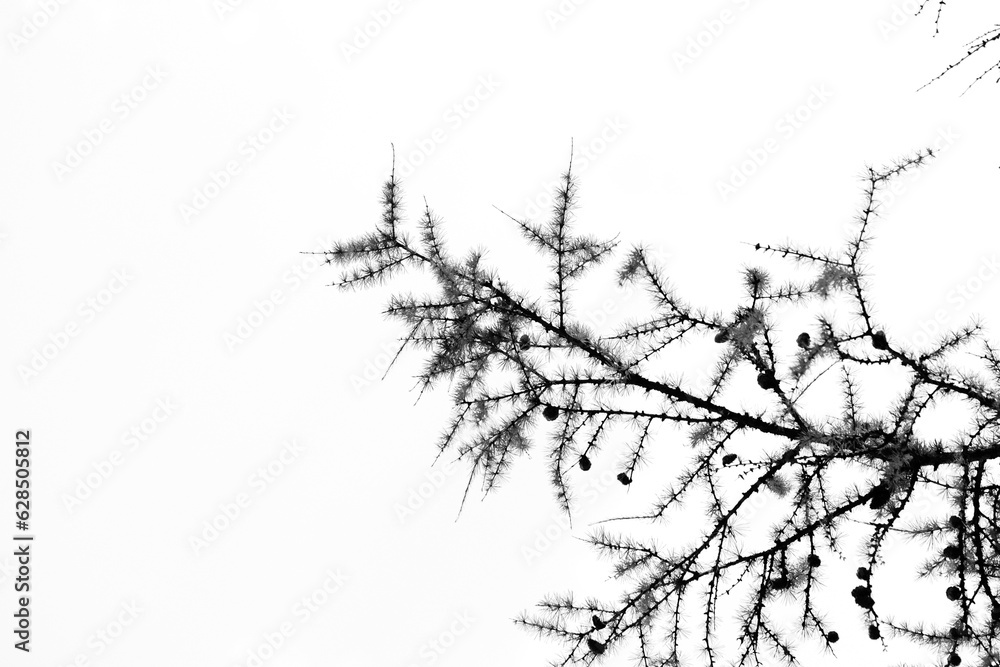 trees branches