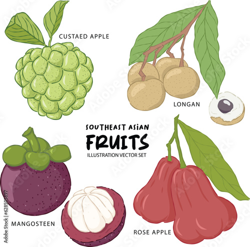 Southeast asian fruit illustration, custaed apple, longan, mangosteen and rose apple vector set