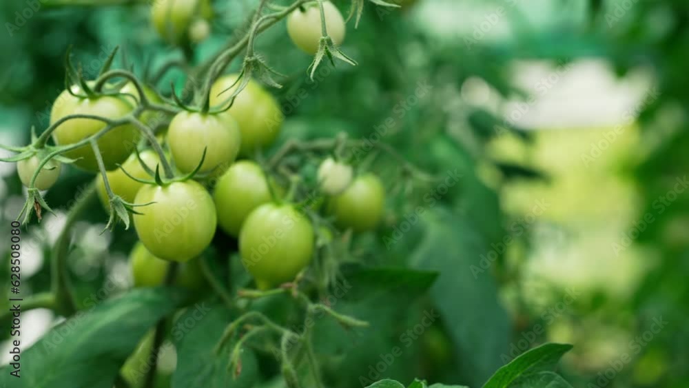Cultivated tomato plants growing on branch in greenhouse interior. Harvest. Cultivated tomato plants growing on branch in greenhouse interior. Harvest.