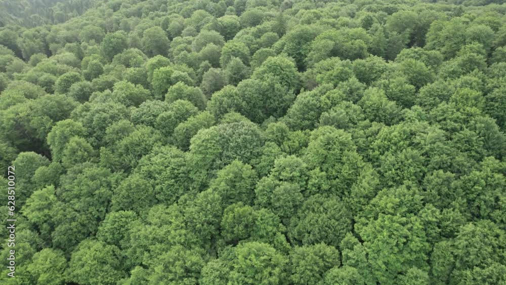 Aerial top view of the green forest with foliage in summer Aerial top view of the green forest with foliage in summer