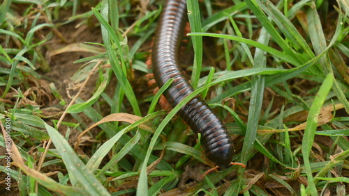Millipede in rainy season. Big red Millipedes. It is a spiral insect. It has many legs. These are known scientifically as the class Diplopoda. A rainy insects. 