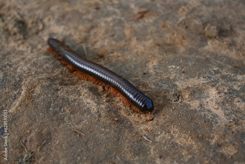 Millipede in rainy season. Big red Millipedes. It is a spiral insect. It has many legs. These are known scientifically as the class Diplopoda. A rainy insects. 
