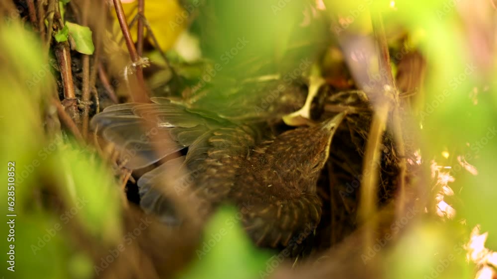 Baby common blackbird turdus merula sleeping laying in its nest between tree branches. High quality 4k footage Baby common blackbird turdus merula sleeping laying in its nest between tree branches. High quality 4k footage