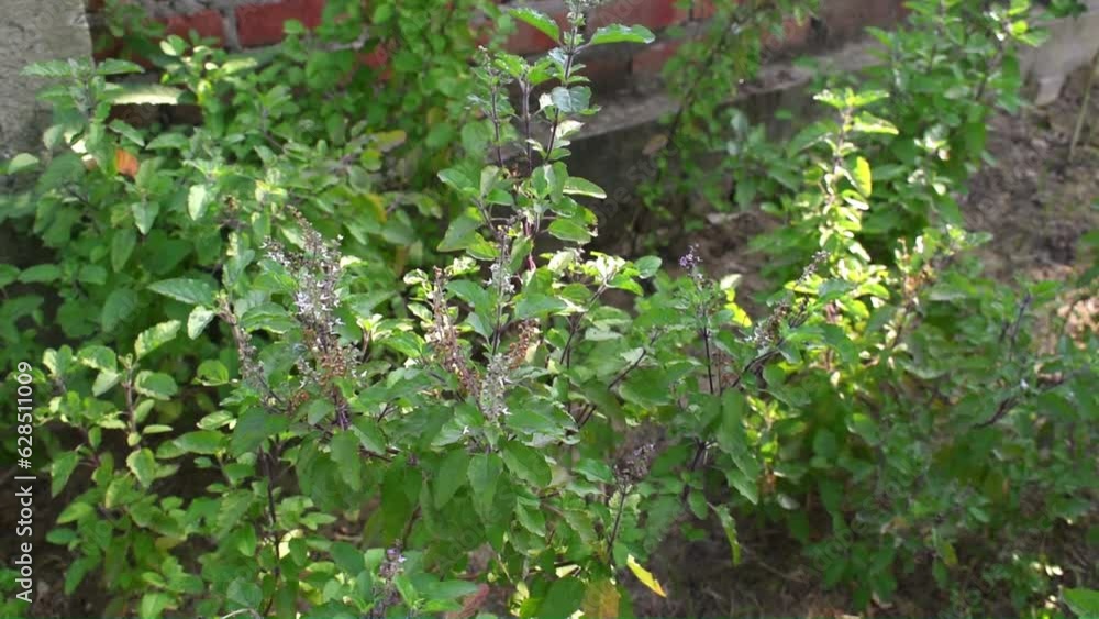 Holy Tulsi or Basil Plants in house garder. Holy Tulsi or Basil Plants in house garder.