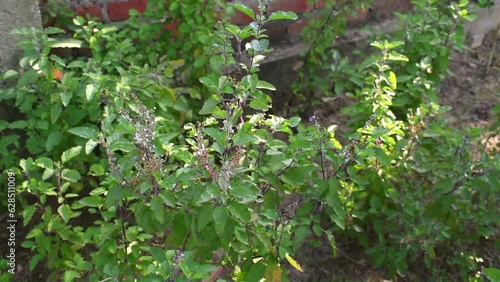 Holy Tulsi or Basil Plants in house garder.  photo
