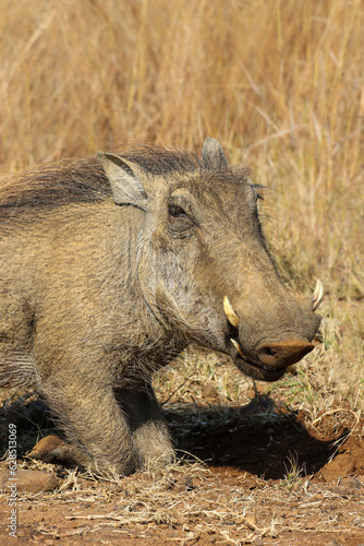Warthog in the Pilanesberg National Park