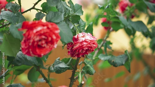 Beautiful bush of red roses in a summer garden.