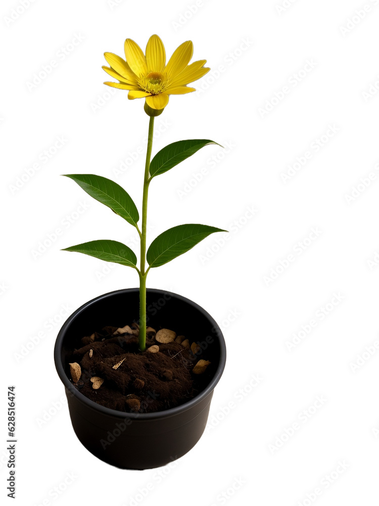 Beautiful flower in a small pot, isolated, transparent background, no background. PNG. Beautiful flower in a small pot, isolated, transparent background, no background. PNG.