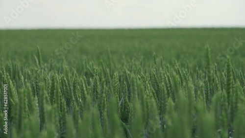 Young ripening green wheat in the field close-up vibrating in the wind