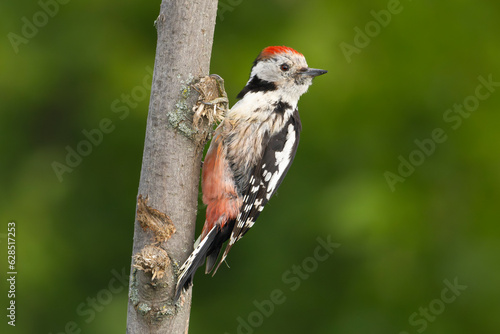 Middle spotted woodpecker - Dendrocoptes medius on tree at green background. Photo from Ognyanovo in Dobruja, Bulgaria.