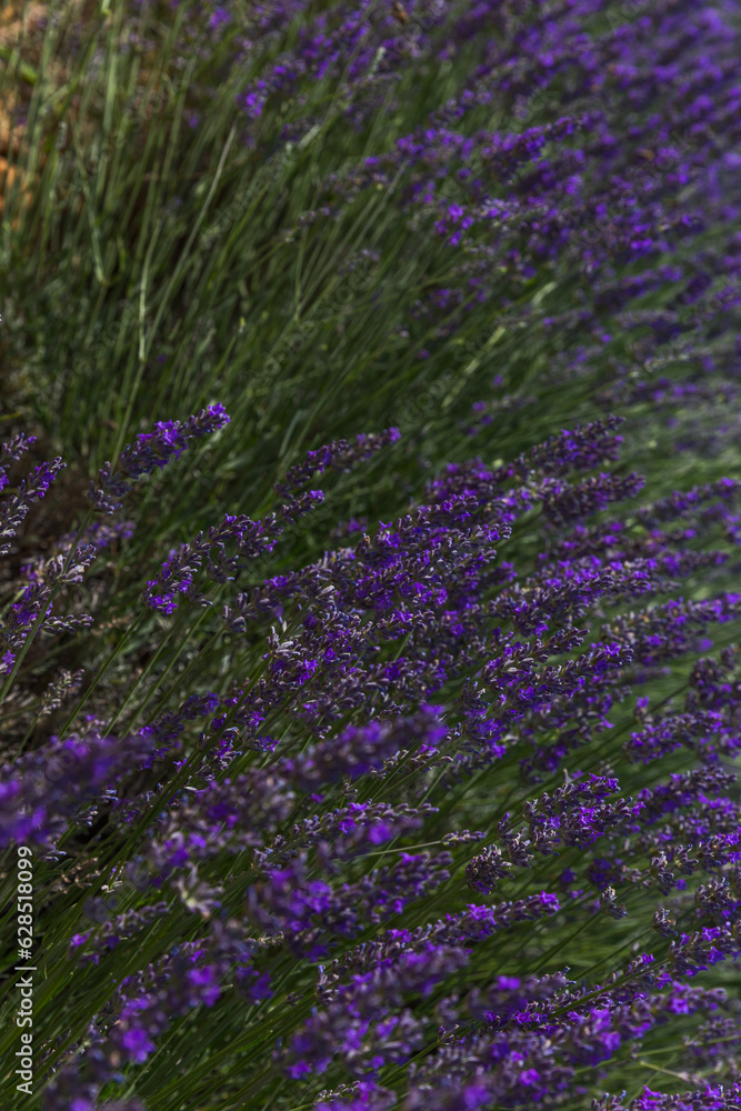 Fototapeta premium field of lavender flowers