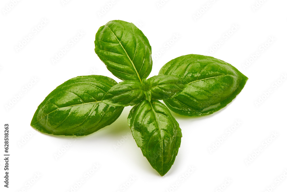 Fresh organic basil leaves, isolated on white background. Fresh organic basil leaves, isolated on white background.