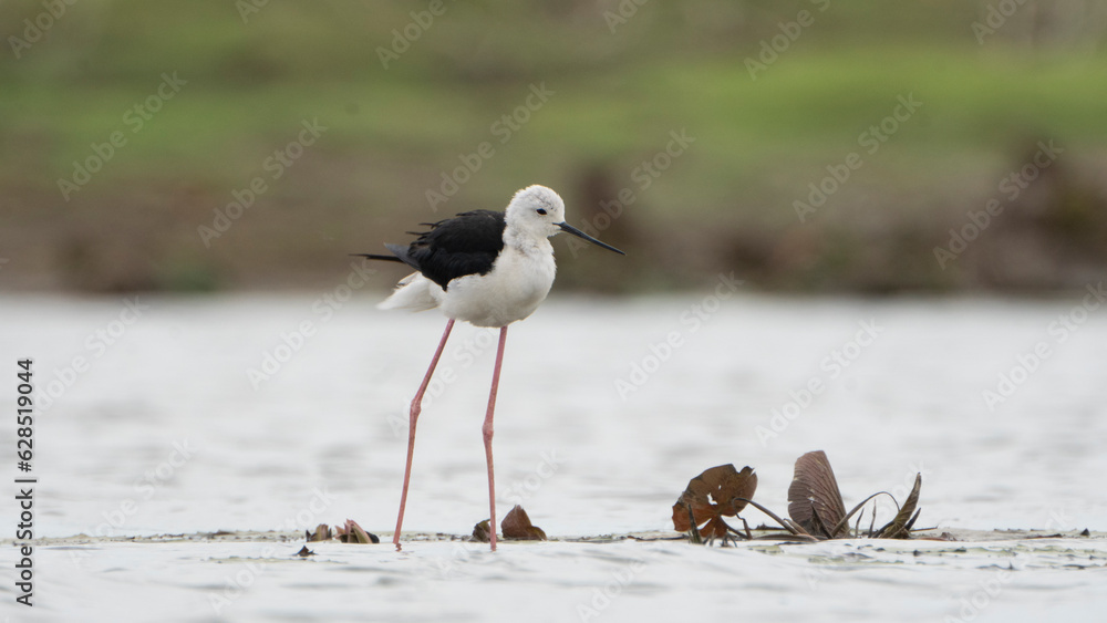 Tiruchirapalli,Tamilnadu, india-july 3 2023 Black Winged Stilt Bird sitting on the lake Tiruchirapalli,Tamilnadu, india-july 3 2023 Black Winged Stilt Bird sitting on the lake
