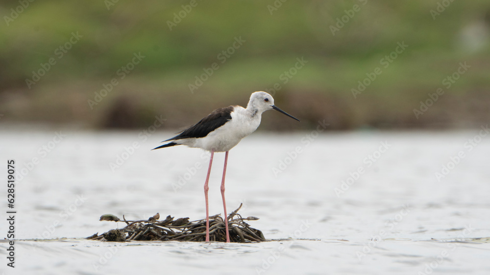 Tiruchirapalli,Tamilnadu, india-july 3 2023 Black Winged Stilt Bird sitting on the lake Tiruchirapalli,Tamilnadu, india-july 3 2023 Black Winged Stilt Bird sitting on the lake