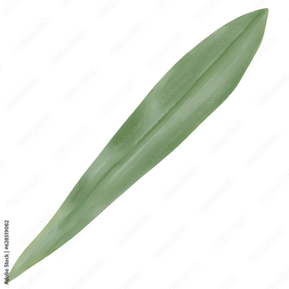 green orchid leaf isolated on white green orchid leaf isolated on white