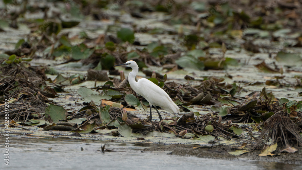 Tiruchirapalli,Tamilnadu, india-july 4 2023 White Crane Bird on the lake waiting for fish Tiruchirapalli,Tamilnadu, india-july 4 2023 White Crane Bird on the lake waiting for fish