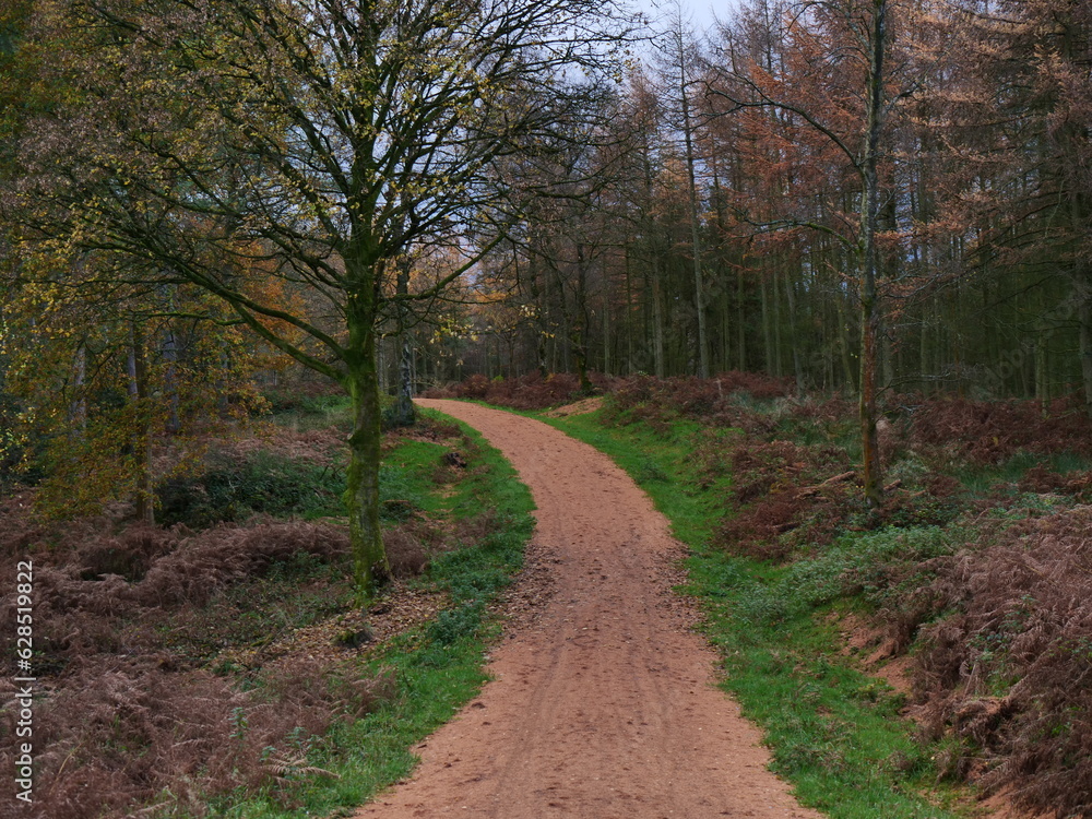 Woodland photo from country walk in Cannock Chase UK Woodland photo from country walk in Cannock Chase UK