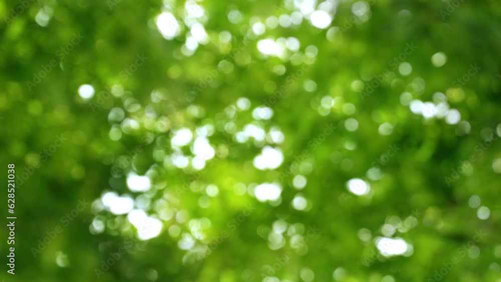 empty abstract fresh green bokeh light background, bright sunny springtime or summer nature idyll with slowly glittering blurred lights from tree leaves motion