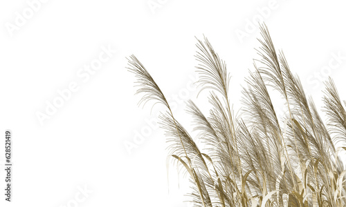 Isolated reeds on white backgrouud 