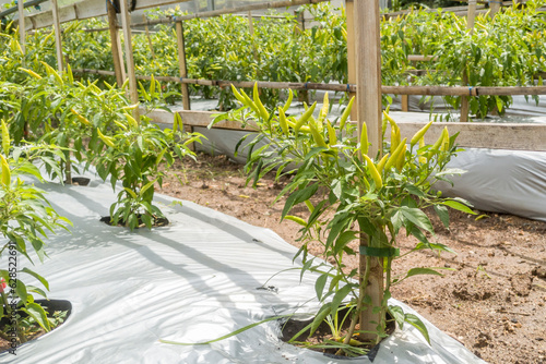 Plantation with Thai or Chilean peppers. Thai pepper cultivation process in Indonesia.