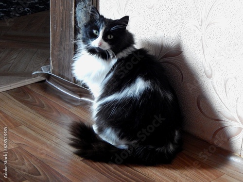 Domestic black and white cat. 