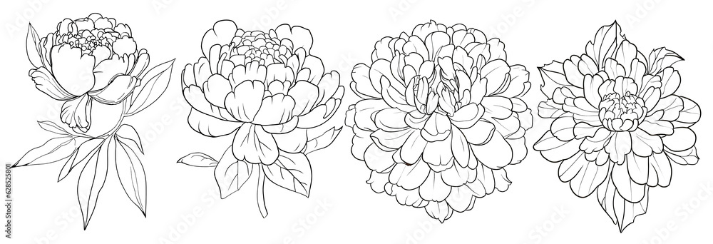 Peony,in hand drawn style