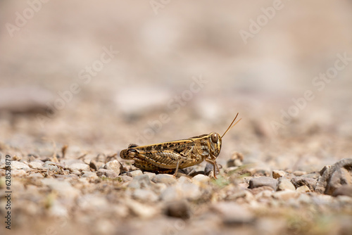 Short-horned grasshopper called Italian locust. Calliptamus italicus.