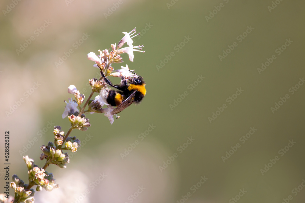 Buff-tailed bumblebee or large earth bumblebee isolated on chaste tree flower. Bombus terrestris. Buff-tailed bumblebee or large earth bumblebee isolated on chaste tree flower. Bombus terrestris.