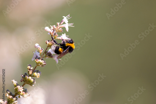Buff-tailed bumblebee or large earth bumblebee isolated on chaste tree flower. Bombus terrestris. photo