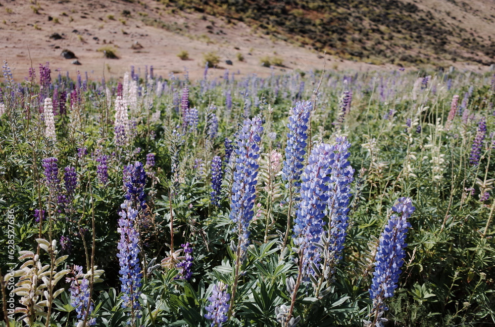 Fototapeta premium field of lupin in the countryside