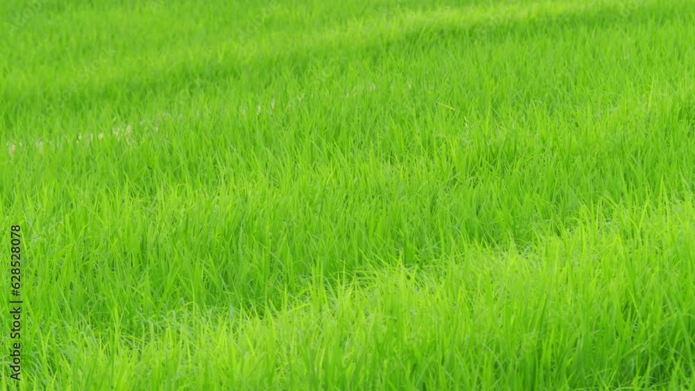 Rice swaying in the wind, rice fields in summer, agriculture Rice swaying in the wind, rice fields in summer, agriculture