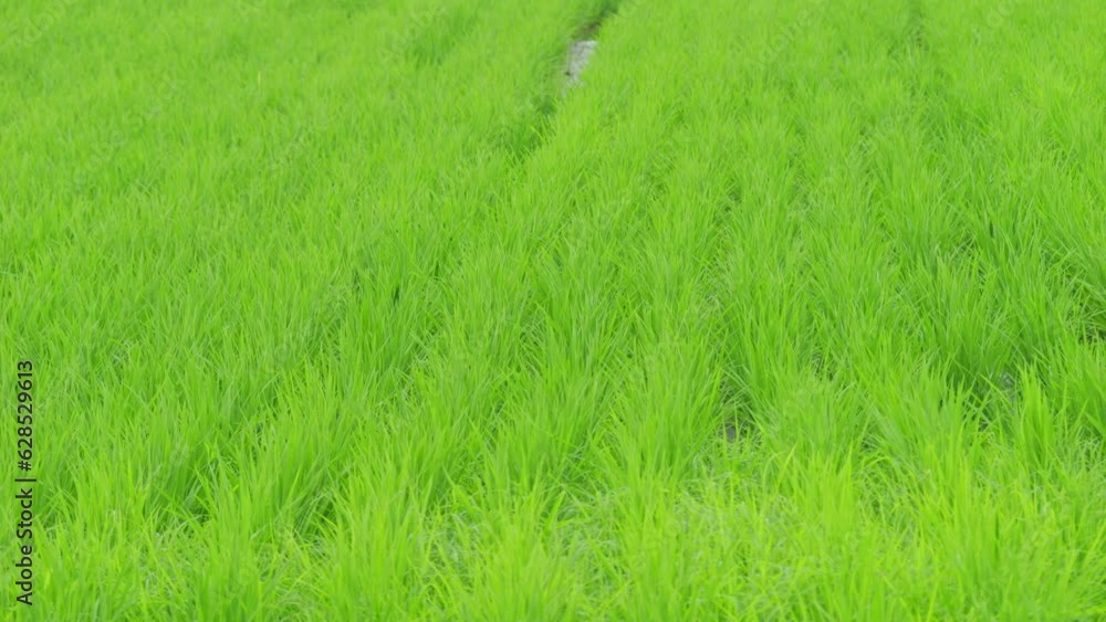 Rice swaying in the wind, rice fields in summer, agriculture Rice swaying in the wind, rice fields in summer, agriculture