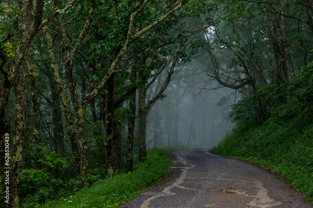 Fototapeta premium rainy road in the forest