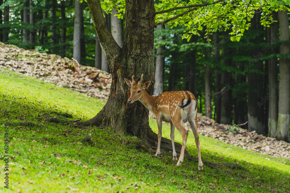 Fallow-deer in the forest, calmly watching the world and looking for something to eat.