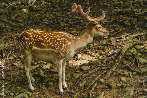 Fallow-deer in the forest  calmly watching the world and looking for something to eat.