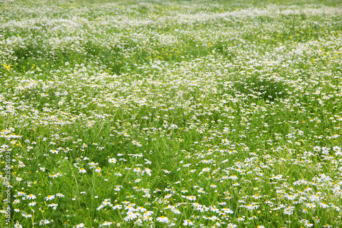 Chamomile flower field. Camomile in the nature. Field of camomiles at sunny day at nature. 