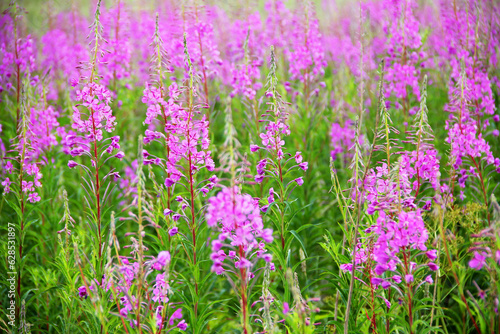 Field of ivan tea. Ivan tea in nature. A field of ivan tea on a sunny day in nature.