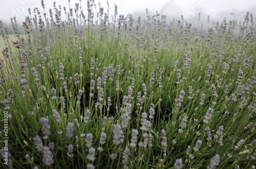 mist in the lavender field © YOUNGMI