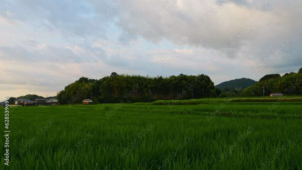 Rice fields at dusk, the season is summer Rice fields at dusk, the season is summer