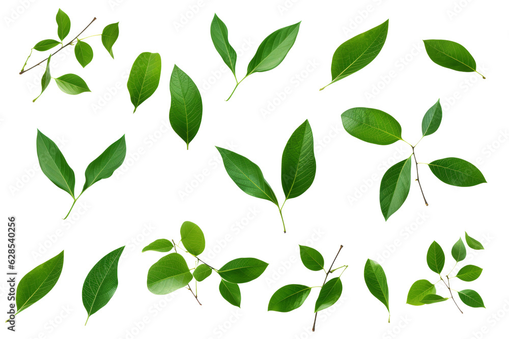 Leaves isolated on transparent background , generative ai Leaves isolated on transparent background , generative ai
