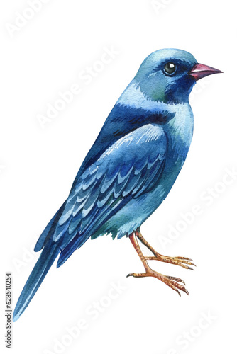 Watercolor Blue bird. Summer hand painted illustration with birds isolated on white background. Blue Irene