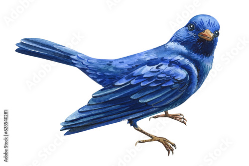 Watercolor Blue bird. Summer hand painted illustration with birds isolated on white background. Blue Irene