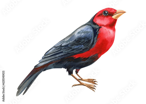 Red bird on isolated white background, Watercolor Hand drawn realistic bird. Australia bird