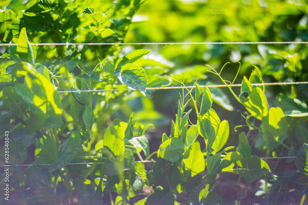 Obraz premium Stem and leaves of pea close-up in the farm. Green fresh natural food crops. Gardening concept. Agricultural plants growing in garden beds