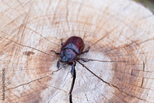 A rhinoceros beetle on a log.